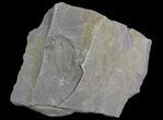 Dalmanites Trilobite (Pos/Neg) - New York #68541-2